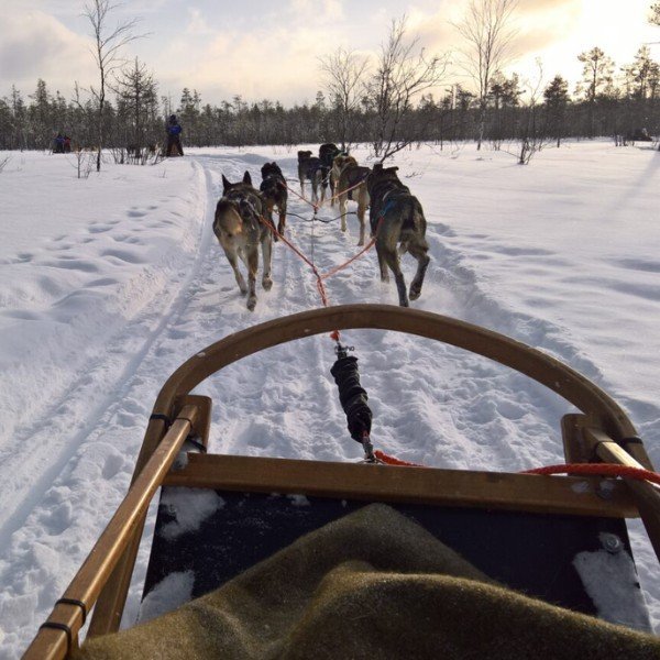 Hacer trineo con perros en Finlandia